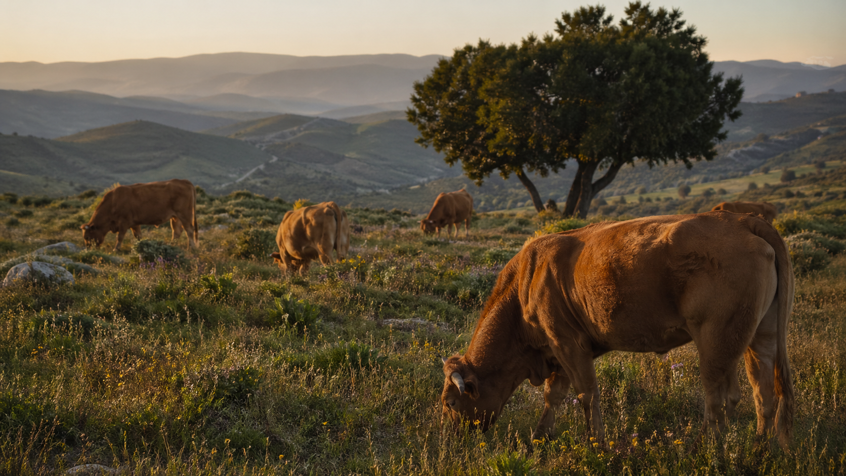 Pasture-raised cattle grazing in open Portuguese countryside