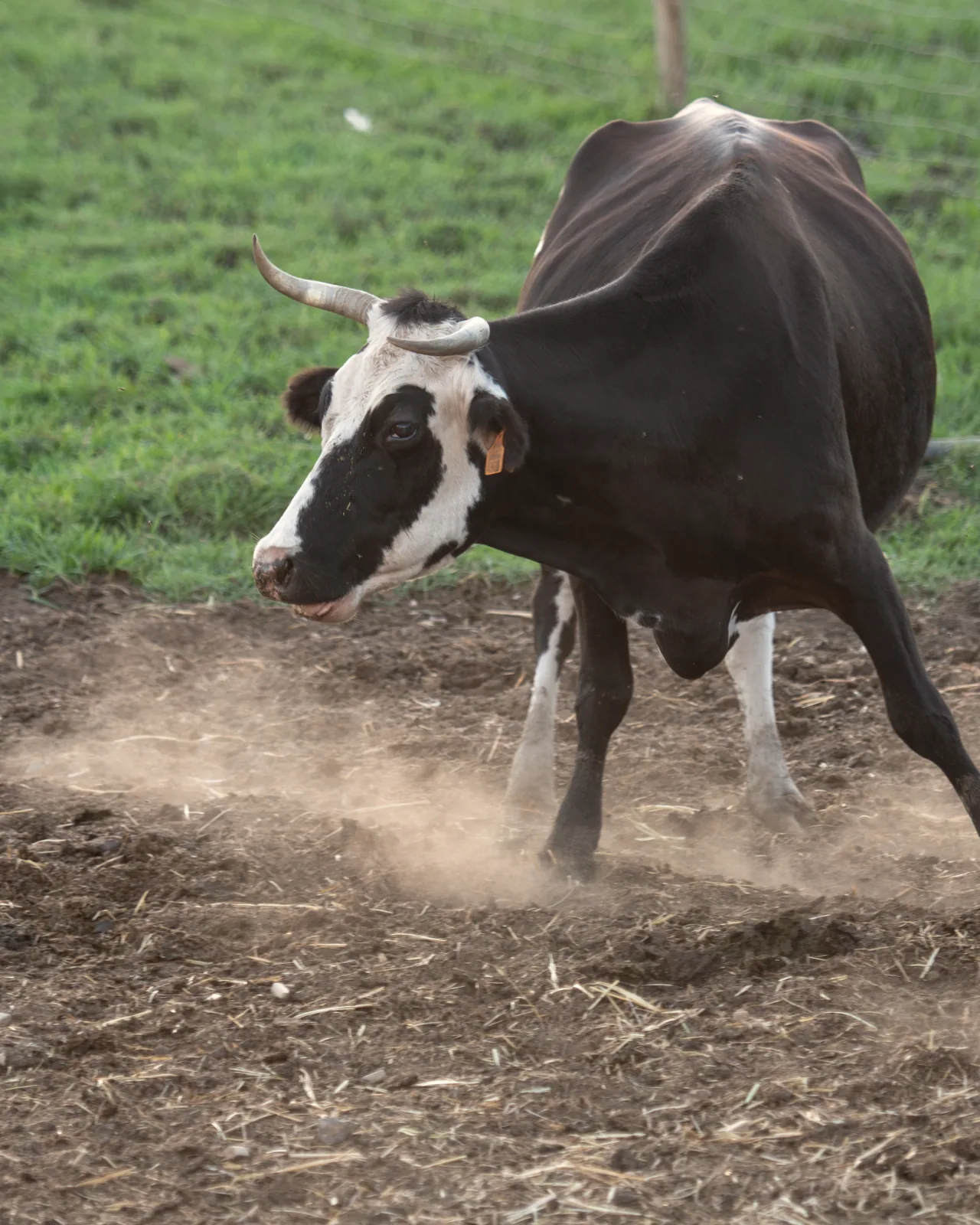 A black and white cow kicking up dust at the edge of a green paddock