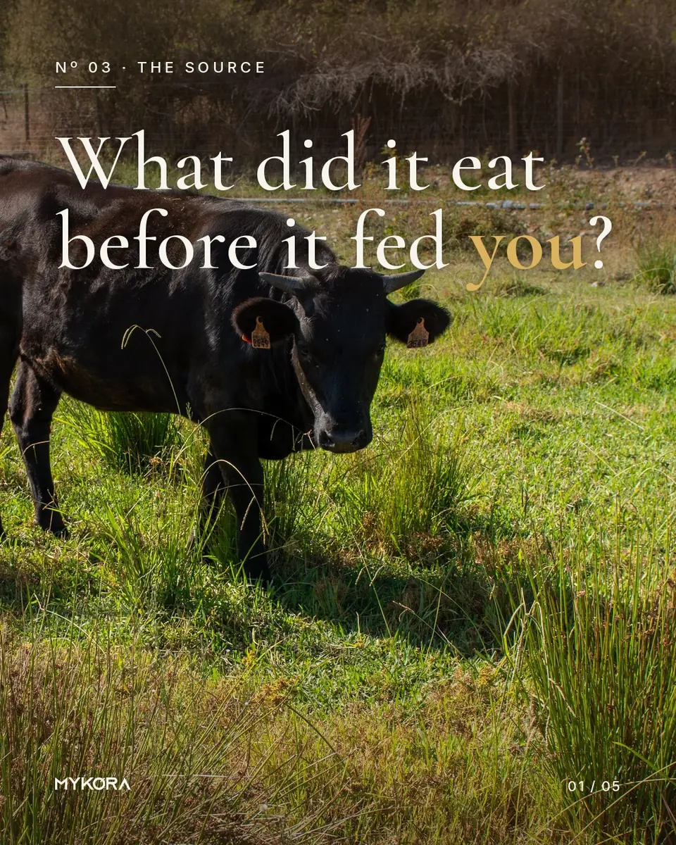 A black cow grazing in tall green grass. The cover reads: What did it eat, before it fed you?
