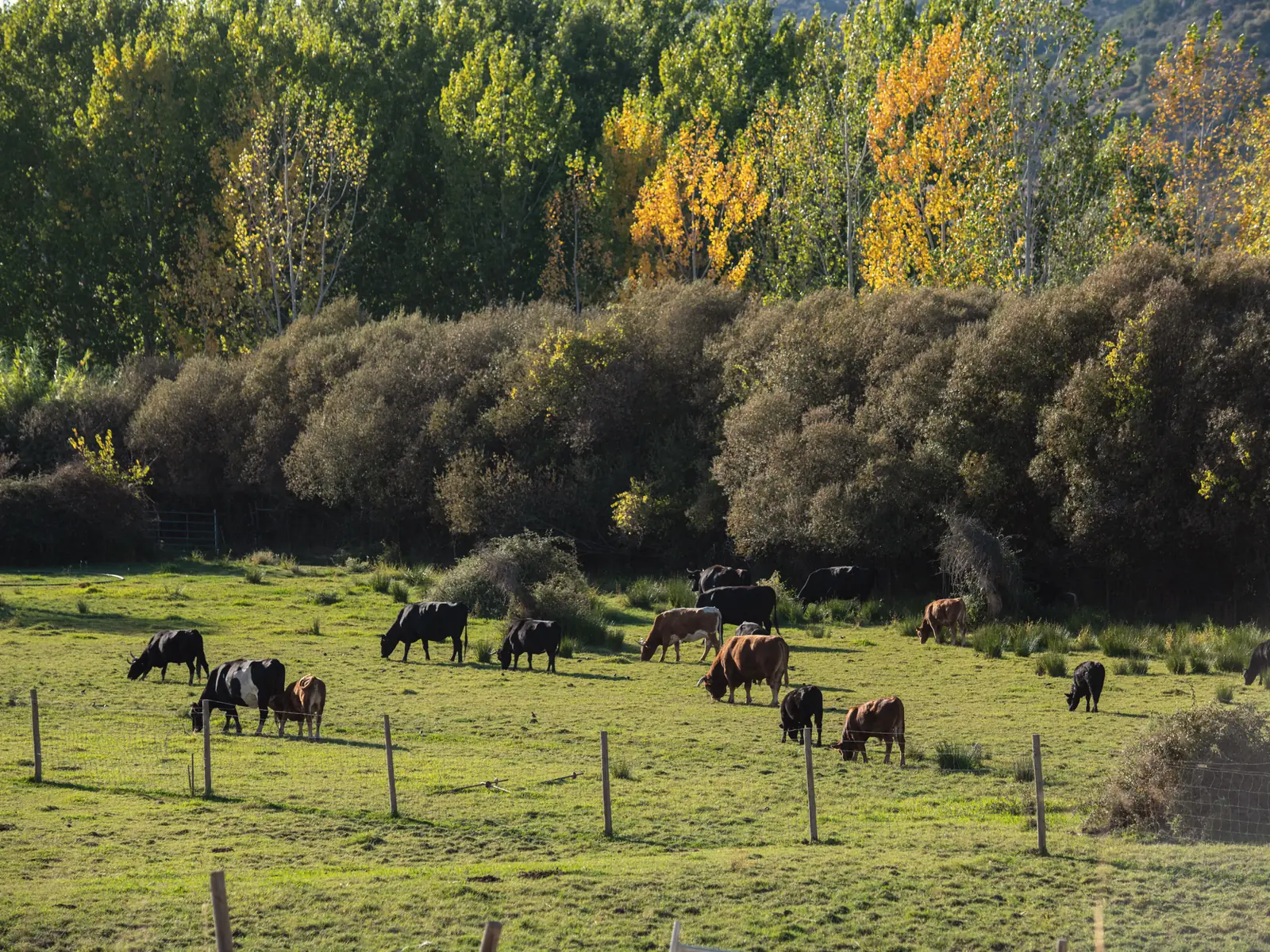 Cattle grazing in a green pasture below autumn poplars